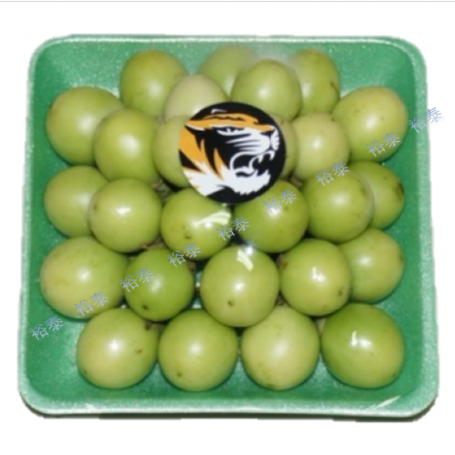 泰國青圓茄<青珍珠茄>